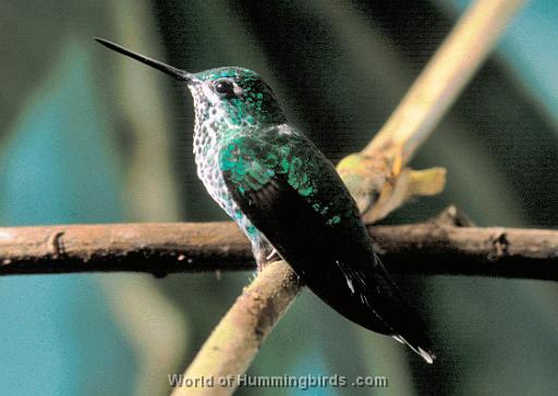 Hummingbird Garden Catalog: Rufous-Vented Whitetip